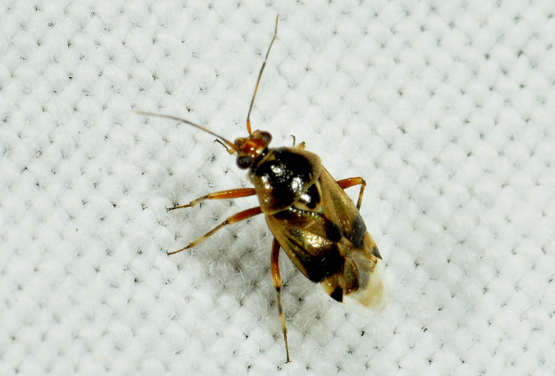 Miridae: Deraeocoris serenus